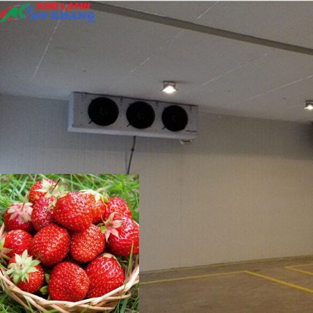 kho lạnh bảo quản dâu tây